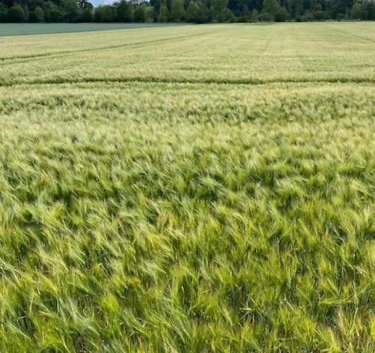 Du Rond Du Roi Villa *